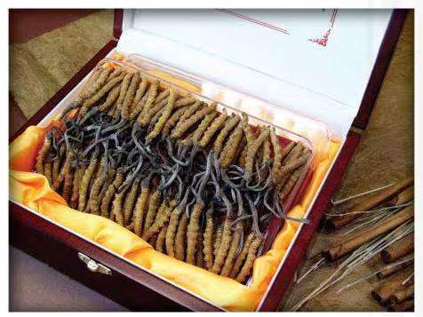 樟木头镇冬虫夏草回收